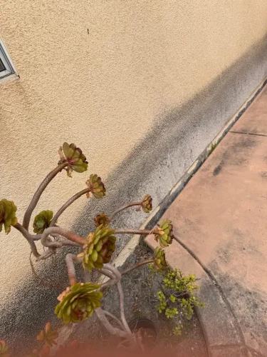 Pressure Washing Service San Diego 1808