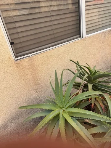 Pressure Washing Service San Diego 1884