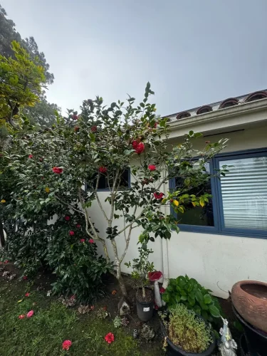 Pressure Washing Service San Diego 2003