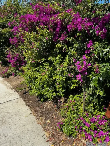 Pressure Washing Service San Diego 2894