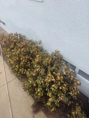 Pressure Washing Service San Diego 523
