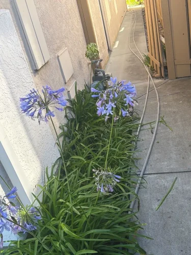 Pressure Washing Service San Diego 74